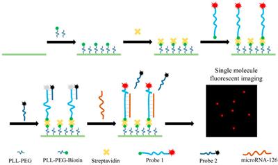 Evaluation of probe-based ultra-sensitive detection of miRNA using a single-molecule fluorescence imaging method: miR-126 used as the model